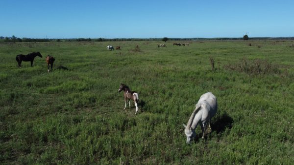 En venta: 121 hectáreas 17% agrícola, 83% ganadero Ingeniero Moneta San Pedro - Imagen 5