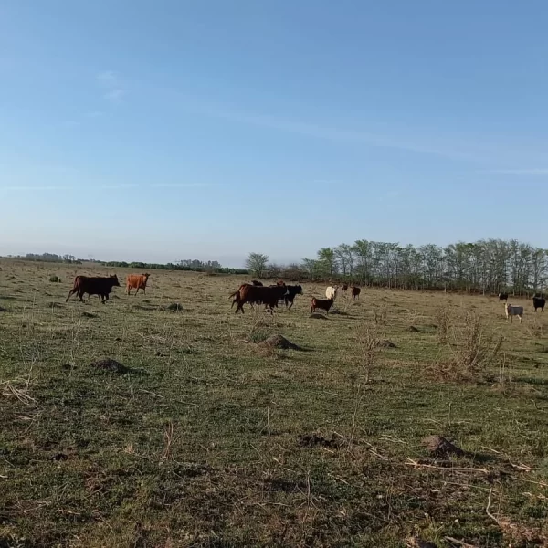 En venta: 121 hectáreas 17% agrícola, 83% ganadero Ingeniero Moneta San Pedro - Imagen 10