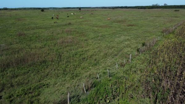 En venta: 121 hectáreas 17% agrícola, 83% ganadero Ingeniero Moneta San Pedro - Imagen 12