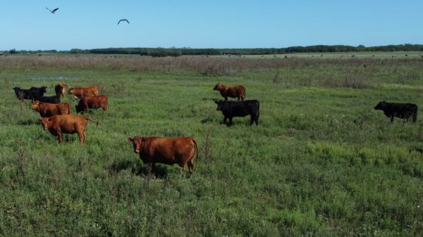 En venta: 121 hectáreas 17% agrícola, 83% ganadero Ingeniero Moneta San Pedro - Imagen 6