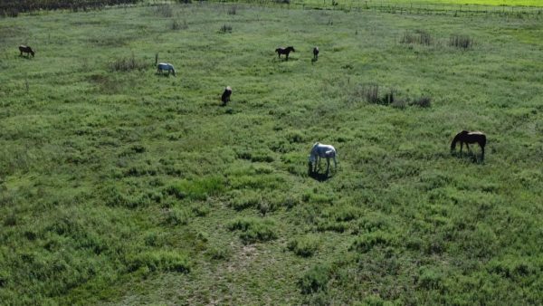 En venta: 121 hectáreas 17% agrícola, 83% ganadero Ingeniero Moneta San Pedro - Imagen 8