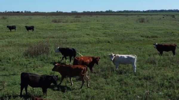 En venta: 121 hectáreas 17% agrícola, 83% ganadero Ingeniero Moneta San Pedro - Imagen 7