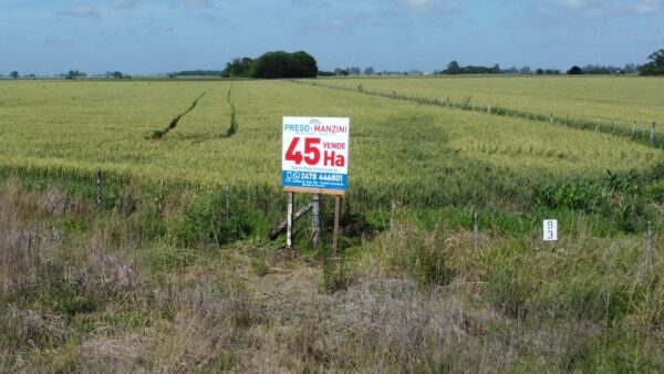 EN VENTA: 45 hectáreas agrícolas, sobre Ruta Provincial 41, a 10km de San Andrés de Giles