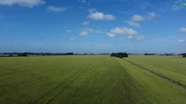 EN VENTA: 45 hectáreas agrícolas, sobre Ruta Provincial 41, a 10km de San Andrés de Giles - Imagen 5