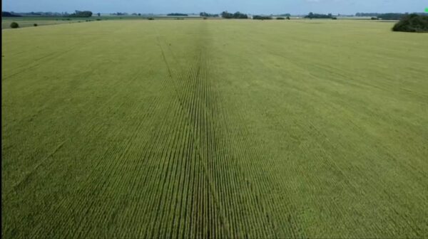 EN VENTA: 45 hectáreas agrícolas, sobre Ruta Provincial 41, a 10km de San Andrés de Giles - Imagen 6