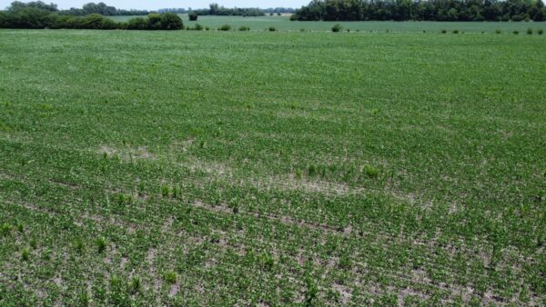 EN VENTA: 46 hectáreas agrícolas, sobre Autopista RN 8, a 6km de Solis - Imagen 9