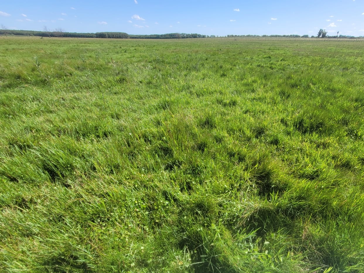 En venta: Campo Mixto 121Has en Ingeniero Moneta partido de San Pedro 83% Ganadero (Con Manga y Molino) y 17% Agrícola - Imagen 7