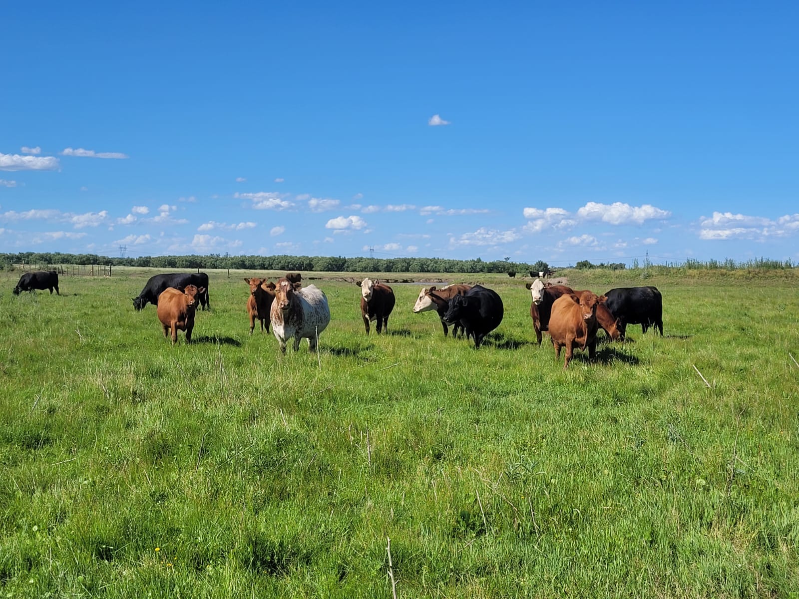 En venta: Campo Mixto 121Has en Ingeniero Moneta partido de San Pedro 83% Ganadero (Con Manga y Molino) y 17% Agrícola - Imagen 6