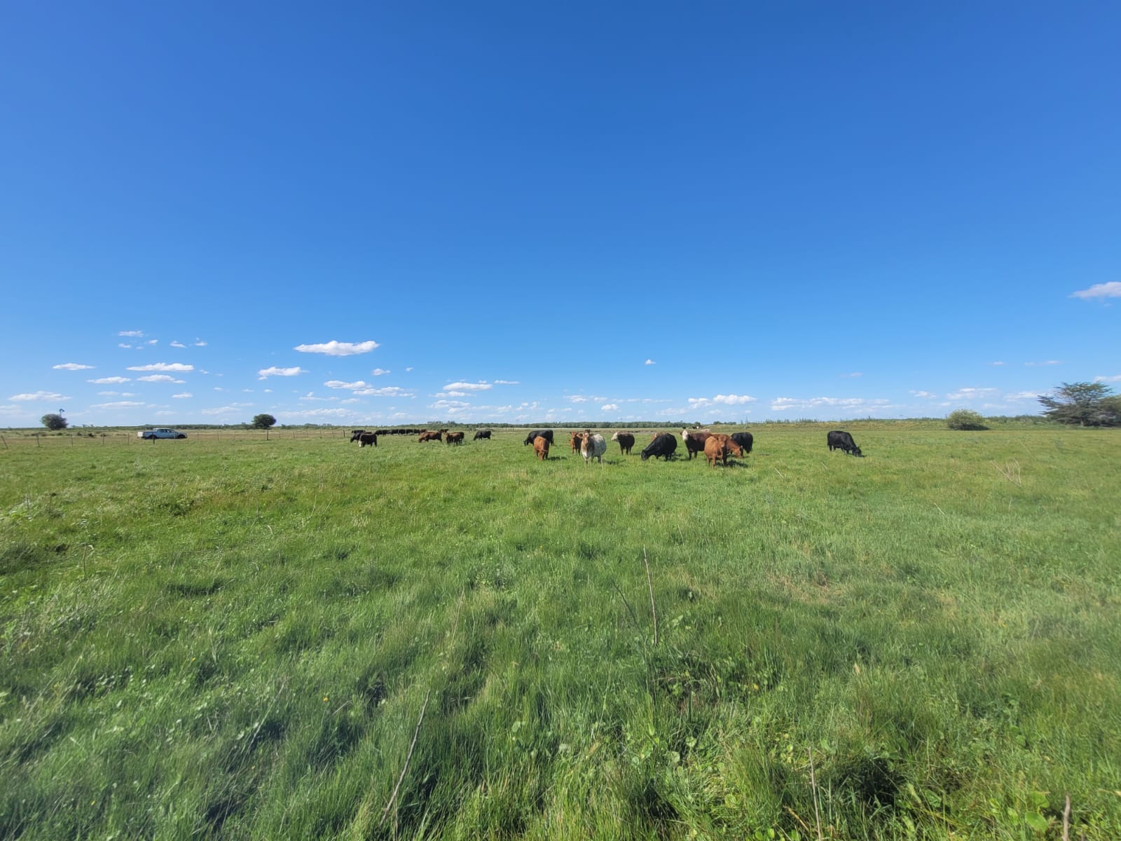 En venta: Campo Mixto 121Has en Ingeniero Moneta partido de San Pedro 83% Ganadero (Con Manga y Molino) y 17% Agrícola - Imagen 8