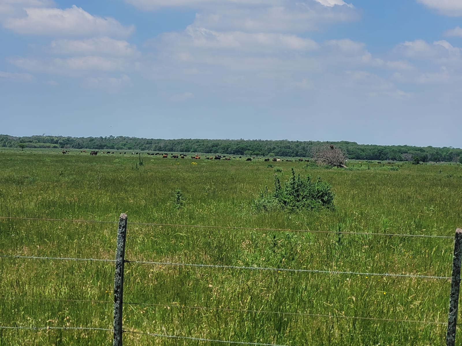 En venta: Campo Mixto 121Has en Ingeniero Moneta partido de San Pedro 83% Ganadero (Con Manga y Molino) y 17% Agrícola - Imagen 10