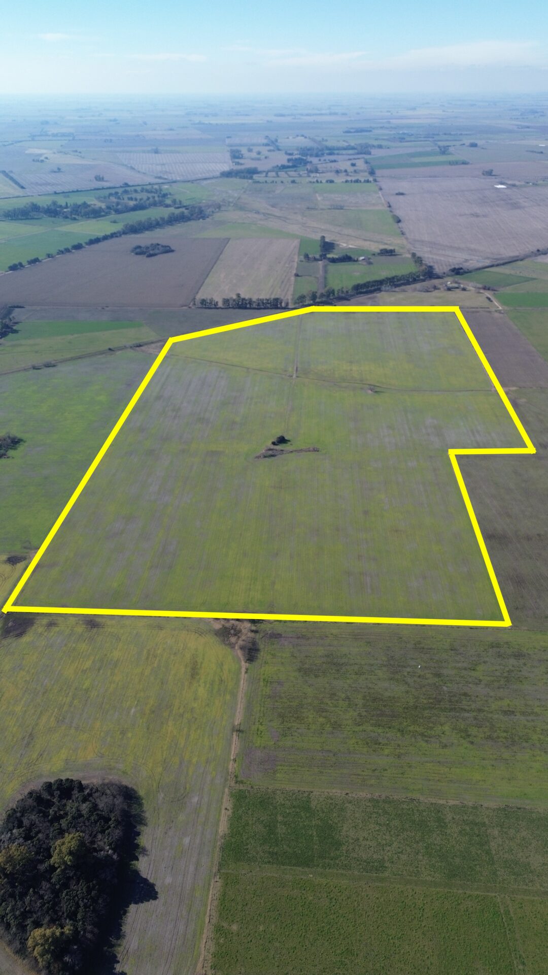 En venta: 64 hectáreas 100 % agrícola a 2,7km del asfalto en Capitán Sarmiento Buenos Aires - Imagen 5