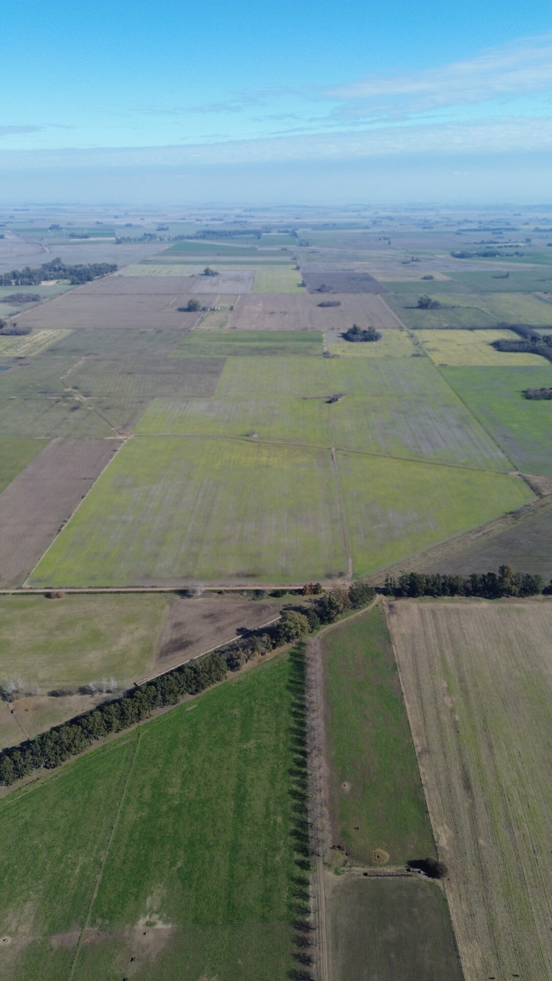 En venta: 64 hectáreas 100 % agrícola a 2,7km del asfalto en Capitán Sarmiento Buenos Aires - Imagen 4