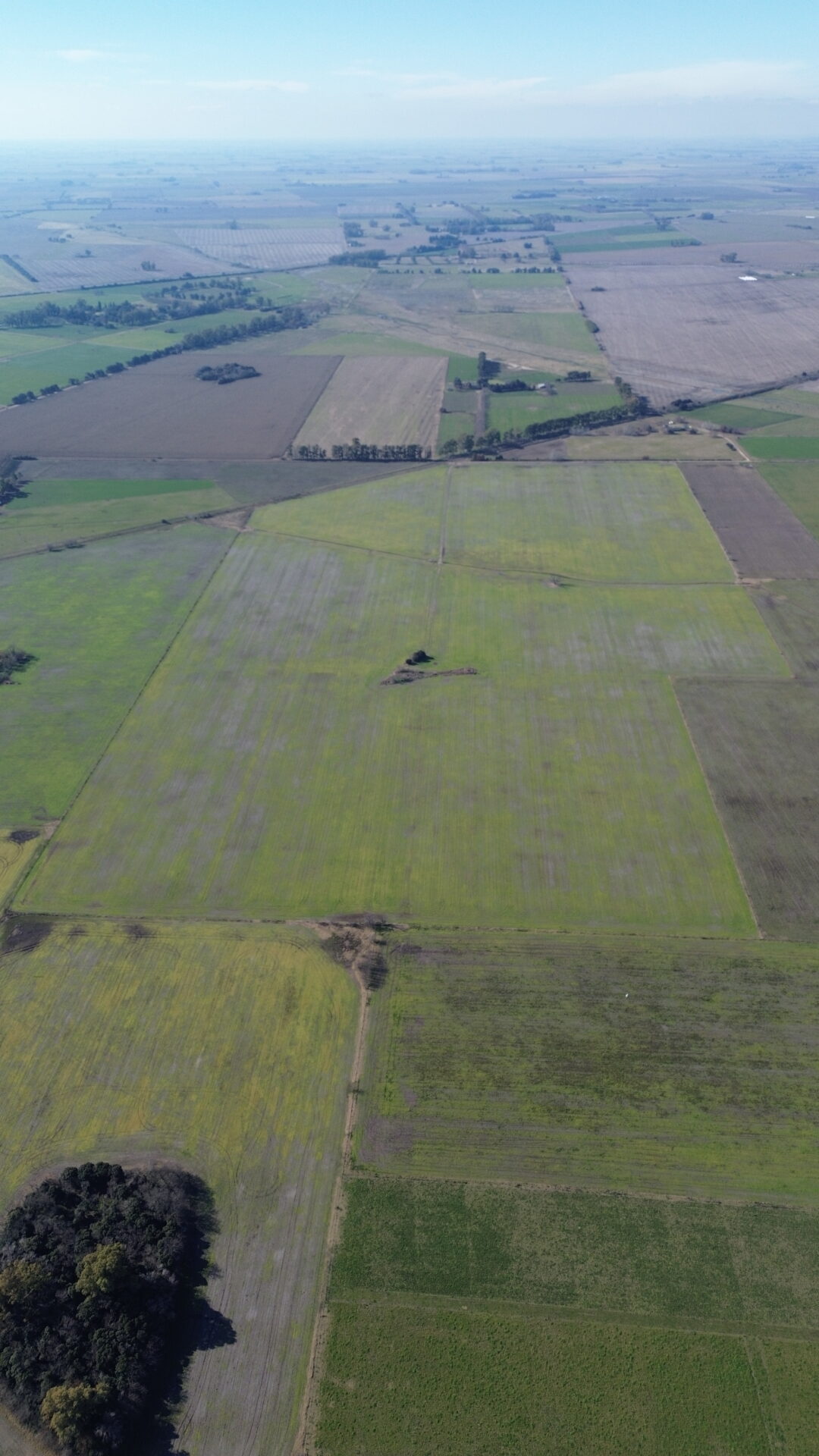 En venta: 64 hectáreas 100 % agrícola a 2,7km del asfalto en Capitán Sarmiento Buenos Aires - Imagen 7